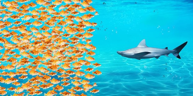 Große Gruppe kleiner Fische versammeln sich gegen einen Hai