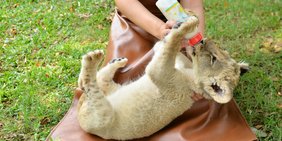 Tigerbaby bekommt Milchflasche von Tierpfleger