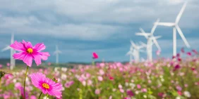 blühende rosafarbende Blume im Hintergrund ein wildes Feld und Windkrafträder zur Stromerzeugung