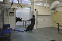 Kuh in der Tierklinik